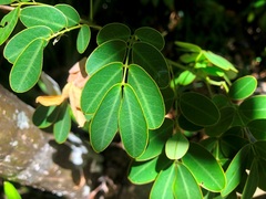 Senna pendula glabrata