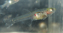 Gobiopterus macrolepis