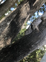 Sceloporus torquatus