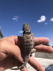 Sceloporus torquatus