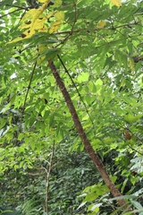 Aralia bipinnata