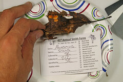 Marasmius fulvoferrugineus