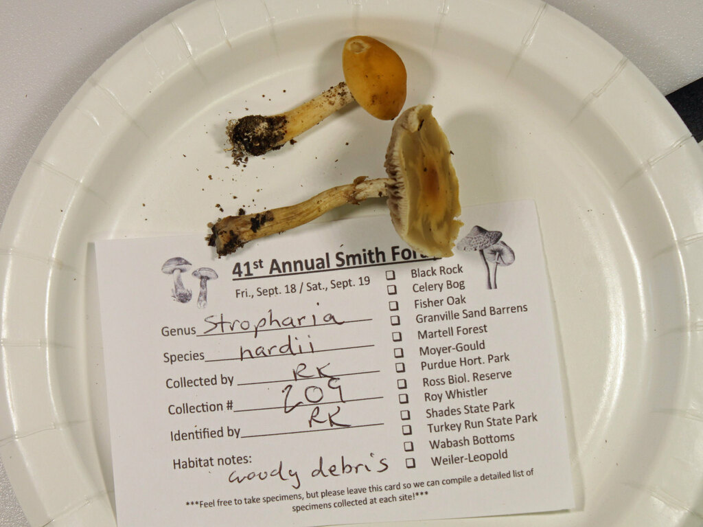 Hard s Stropharia From 7751 South 890 West Waveland Indiana 47989 hard-s-stropharia-from-7751-south-890-west-waveland-indiana-47989