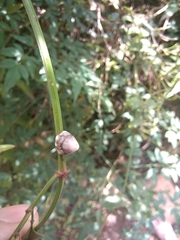 Ceroplastes cirripediformis