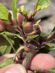 Procecidochares utilis