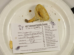 Lactifluus glaucescens