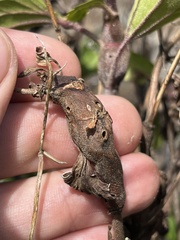 Procecidochares utilis