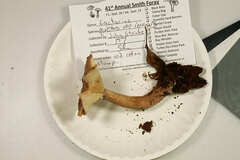 Lactarius quietus incanus