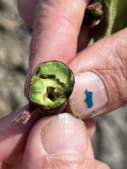 Procecidochares utilis