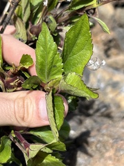 Procecidochares utilis