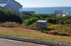 Centropus superciliosus burchellii