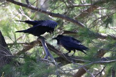 Corvus coronoides