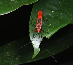 Macrocheraia grandis