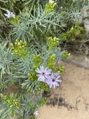 Olearia glutinosa