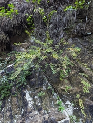 Hypericum formosanum