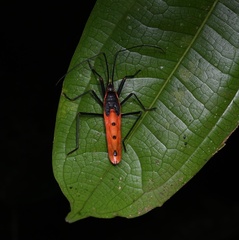 Macrocheraia grandis