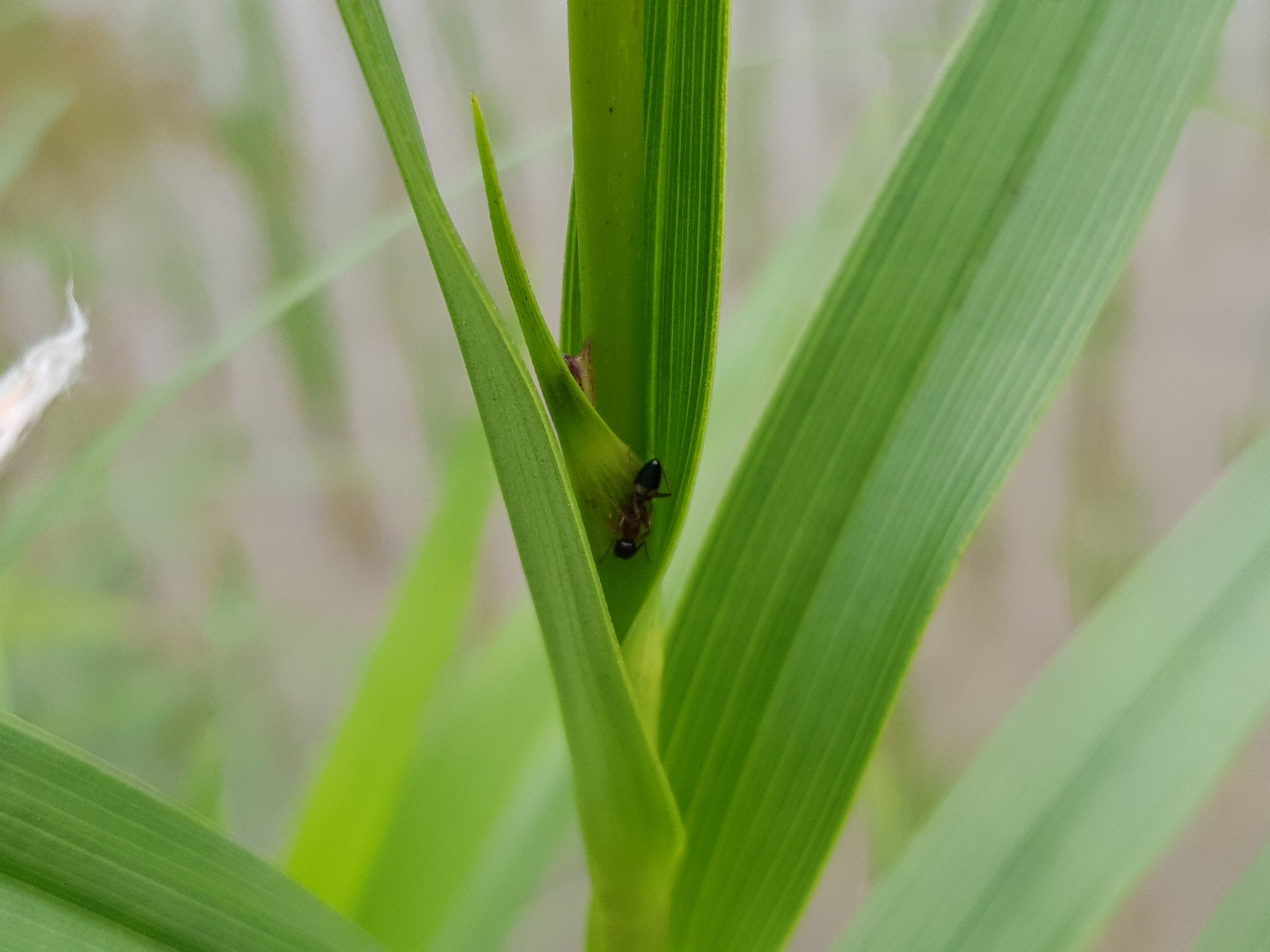 Colobopsis taivanae