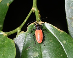 Macrocheraia grandis