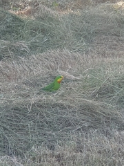 Polytelis swainsonii