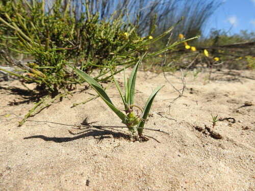 Ornithoglossum viride (Ornithoglossum viride)