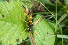Tenthredo scrophulariae