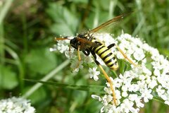 Tenthredo scrophulariae