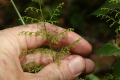 Lindsaea microphylla