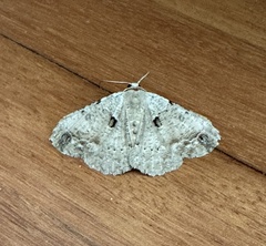 Aeolochroma quadrilinea