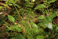 Lindsaea microphylla