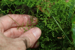 Lindsaea microphylla