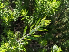 Ozothamnus turbinatus