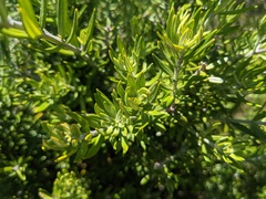 Ozothamnus turbinatus