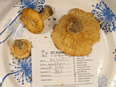 Lactarius maculatipes