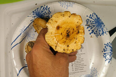 Lactarius maculatipes