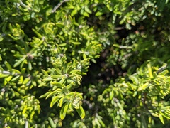 Ozothamnus turbinatus