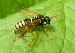 Tenthredo scrophulariae