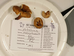 Lactarius quietus incanus