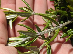 Ozothamnus turbinatus