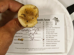 Russula pulverulenta