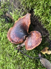 Cerioporus squamosus