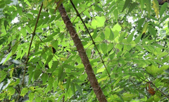 Aralia bipinnata