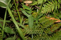 Leichhardtia coronata