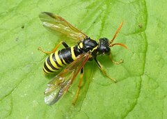 Tenthredo scrophulariae