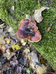 Cerioporus squamosus