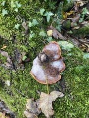 Cerioporus squamosus