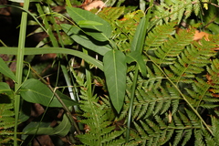 Leichhardtia coronata