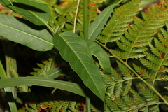 Leichhardtia coronata