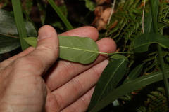 Leichhardtia coronata