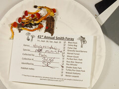 Hygrocybe mucronella