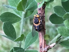 Scaptia auriflua
